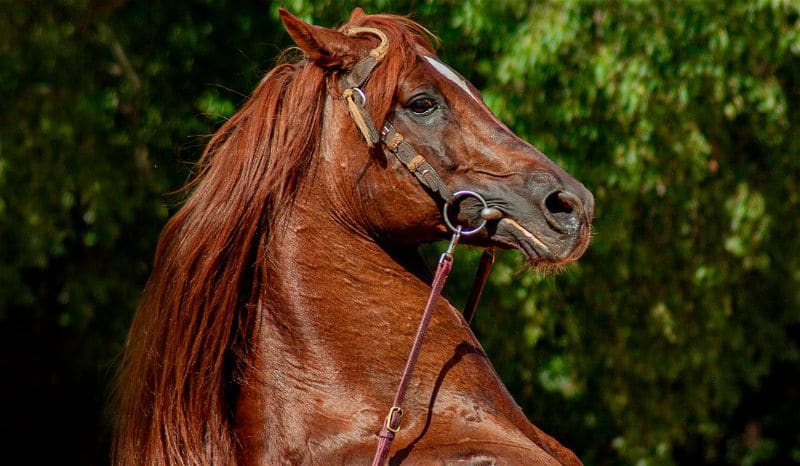 Saiba o que é necessário para ter um cavalo como animal de