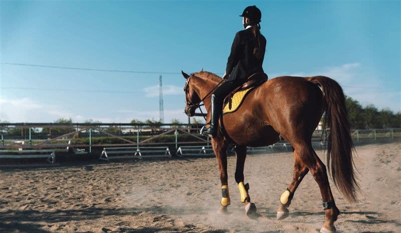 mulher montada em um cavalo numa arena de hipismo 