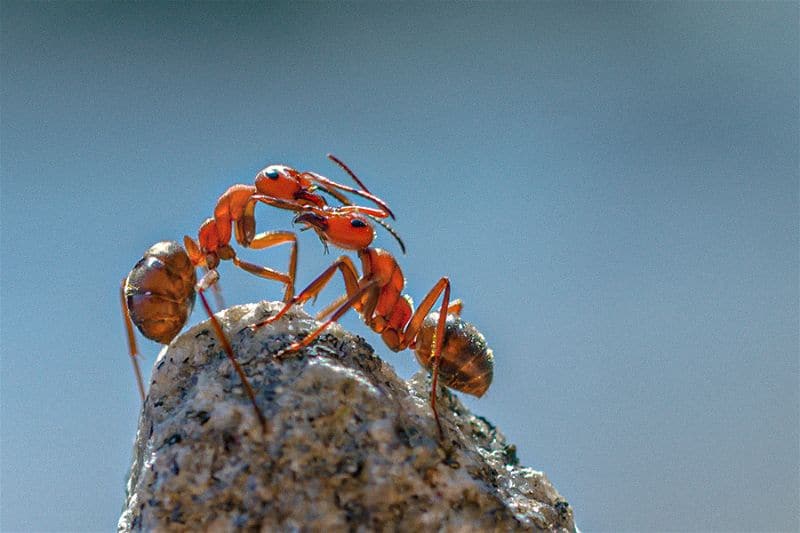Duas formigas lava-pé interagindo em cima de uma pedra