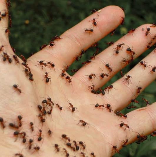 Mão coberta por formigas lava-pé