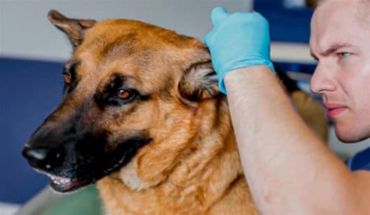 Homem examinando a orelha de um cão