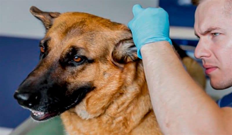 Homem examinando a orelha de um cão