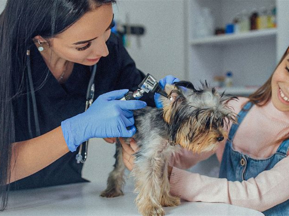 Otite externa nos gatos  Sintomas, tratamento e prevenção