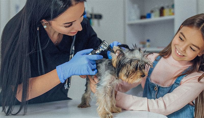 Veterinárias examinando o ouvido de um cachorro Yorkshire