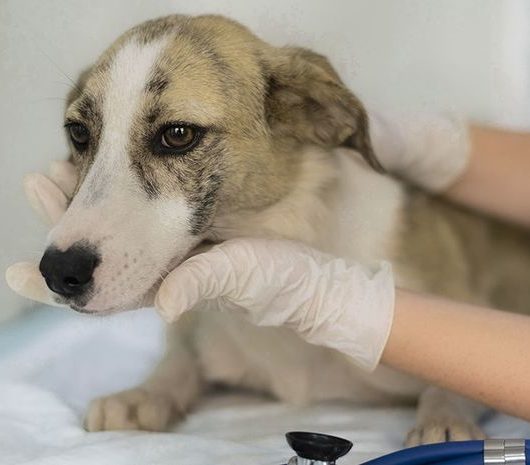 cachorro sendo examinado no veterinário