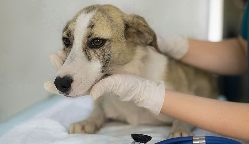 cachorro sendo examinado no veterinário