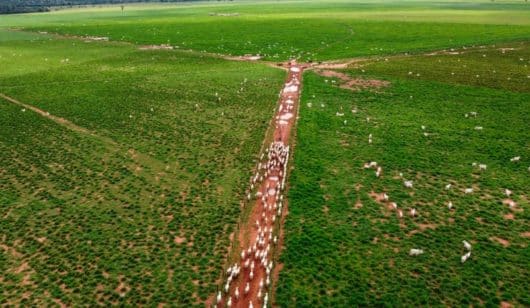 foto aérea de pasto com um caminho e gado atravessando
