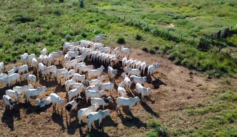 foto aérea de bois brancos em um pasto