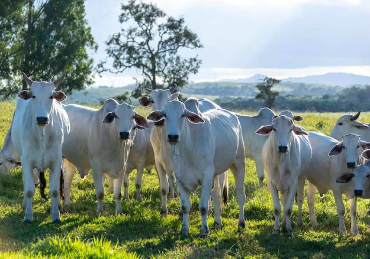 imagem de um rebanho de bovinos em um pasto aberto 