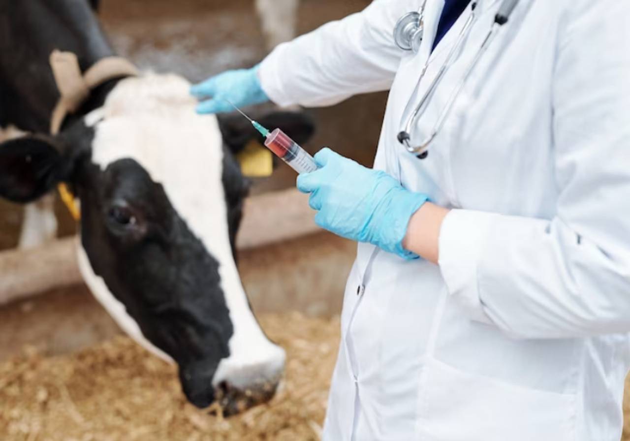 imagem de um veterinário com uma vacina na mão, com uma vaca no fundo