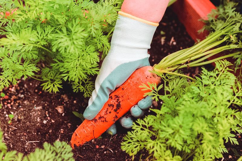 Mãos puxando uma cenoura madura da terra