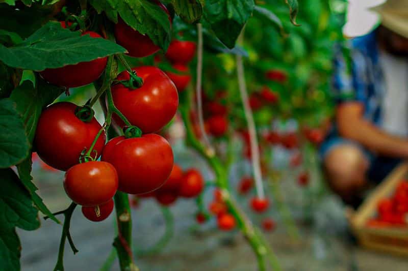 Plantações de tomates