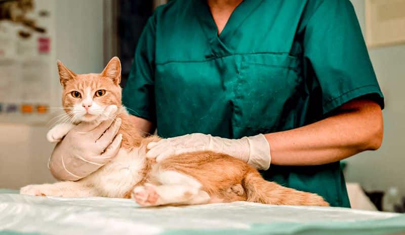 gato laranja e branco no veterinário