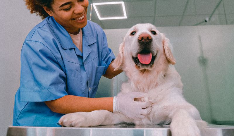 veterinária sorri enquanto atende golden retriever