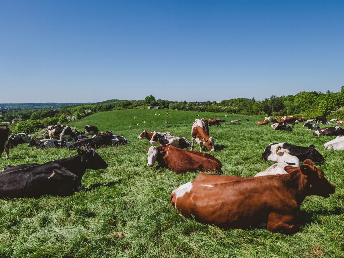 As principais doenças que atacam o gado - Blog Agroline