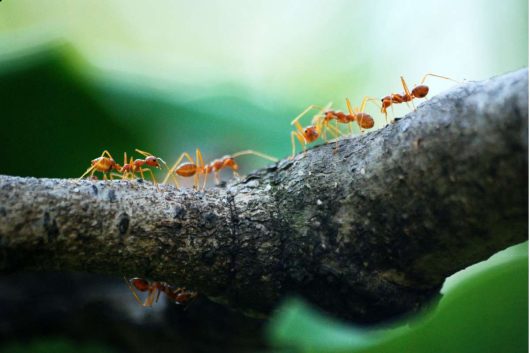 quatro formigas encima tronco de árvore