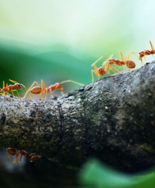 quatro formigas encima tronco de árvore