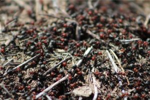 Como acabar com formigas? 5 dicas rápidas e fáceis