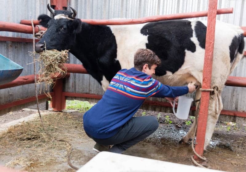 fazendeiro tirando leita da vaca 
