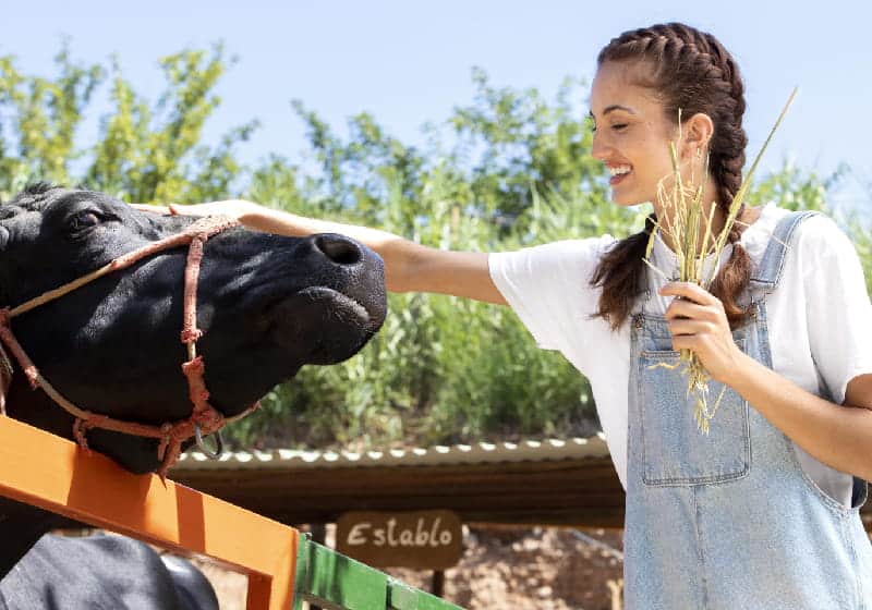 agricultora cuidando de uma vaca dando comida para ela 