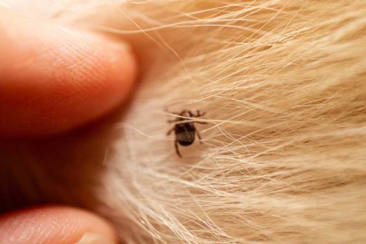 carrapato em pelo de cachorro com mão de pessoa tirando