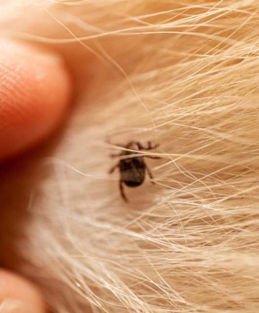 carrapato em pelo de cachorro com mão de pessoa tirando