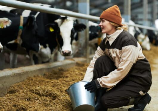 mulher trabalhadora da fazenda vaqueira com balde dando comida para o gado