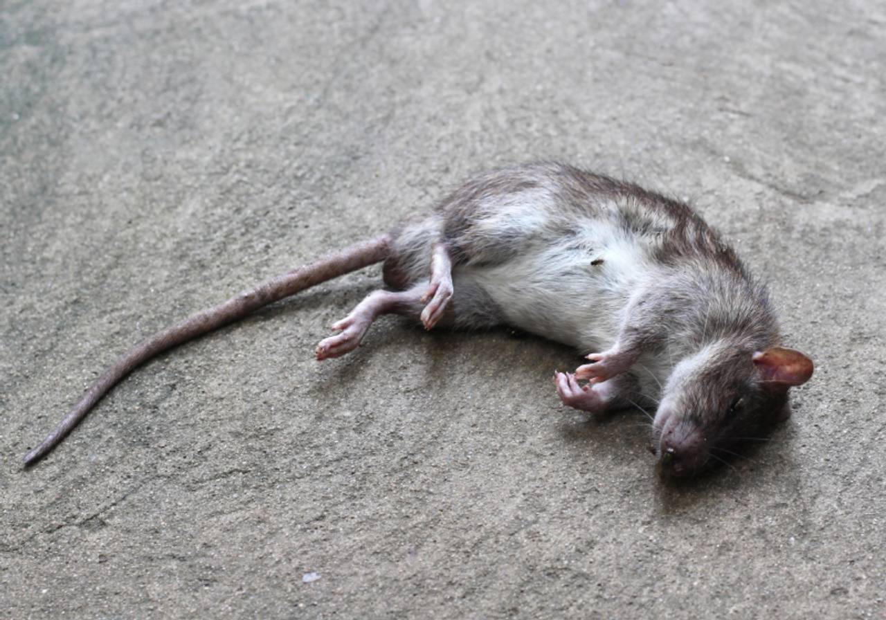 imagem de um rato morto 