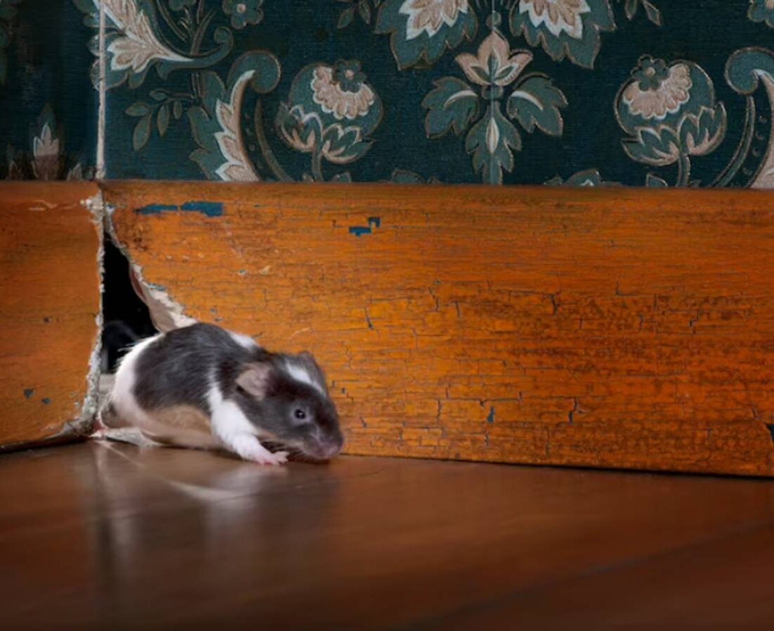 Como eliminar ratos e ratazanas conhecendo seus hábitos