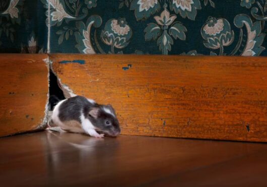 imagem de um rato saindo de um furo da parede
