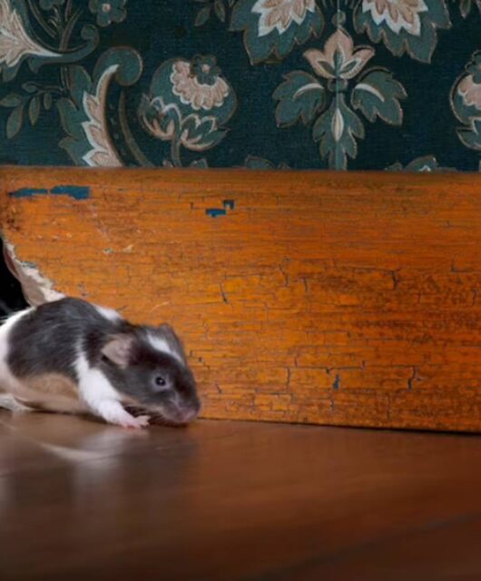 imagem de um rato saindo de um furo da parede