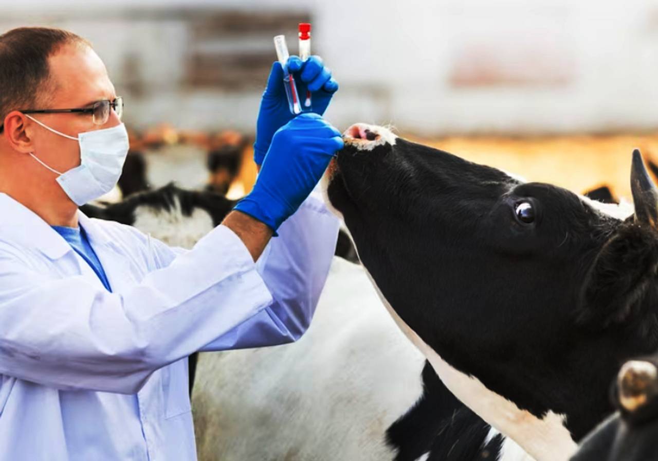 veterinário examinando vaca