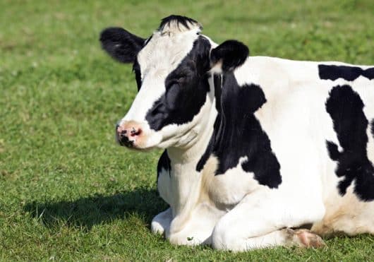 vaca deitada em um pasto