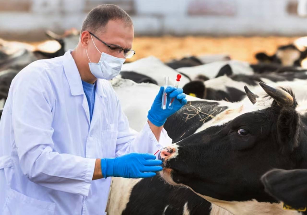 Veterinário diagnosticando bovinos 