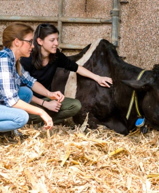 mulheres agricultoras cuidando de vacas doentes em laticínios orgânicos