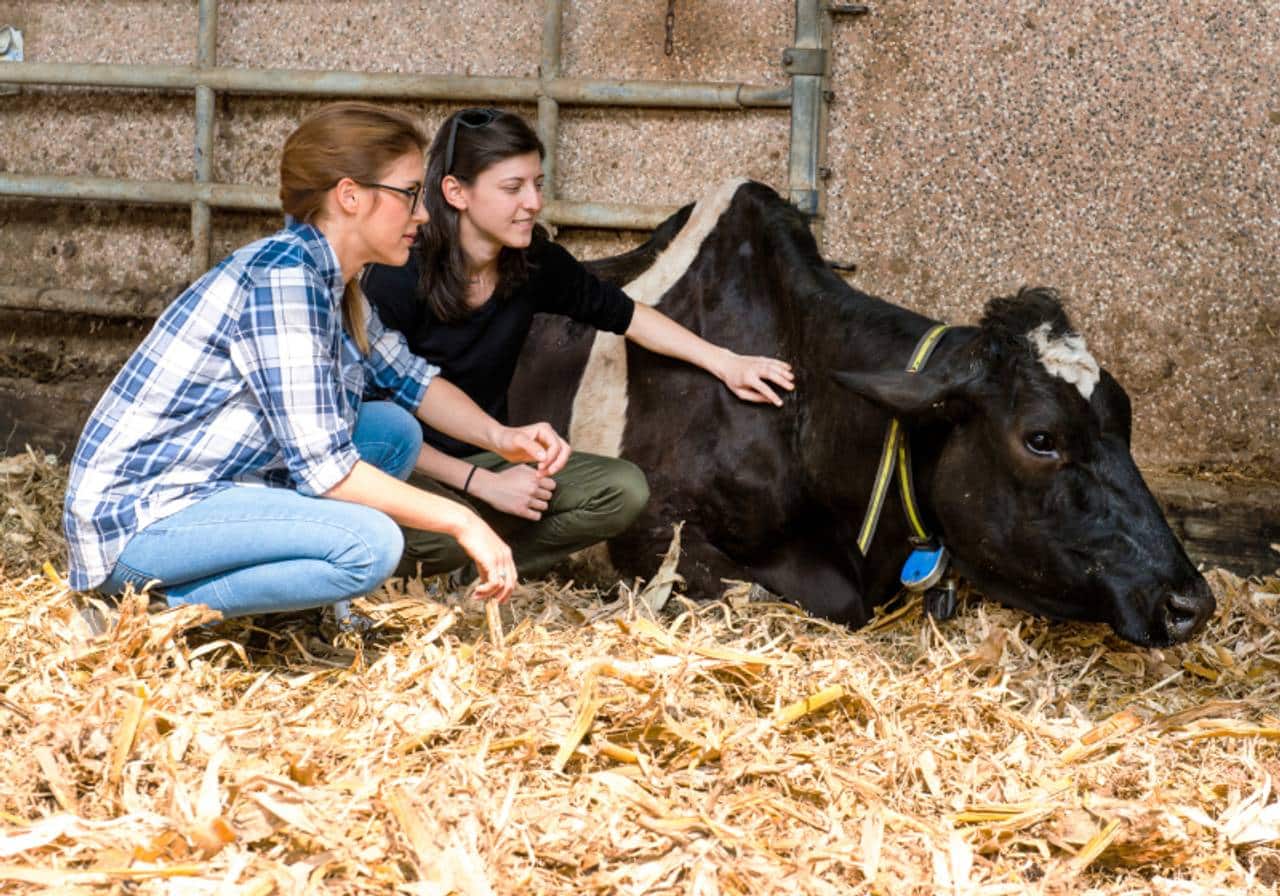 mulheres agricultoras cuidando de vacas doentes em laticínios orgânicos