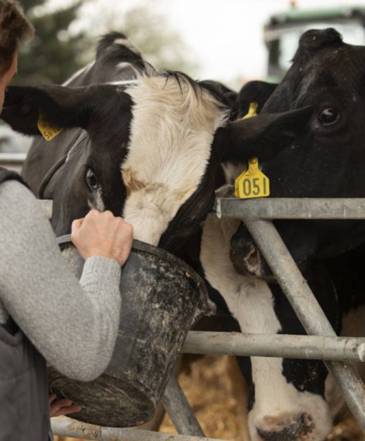 veterinário de costas alimentando duas vacas preta e branca
