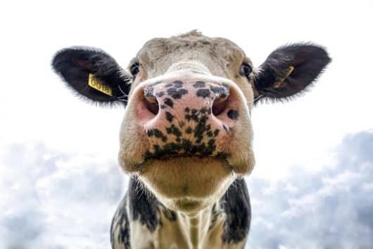 foto em close up de vaca girolanda olhando para a câmera
