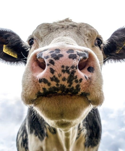 foto em close up de vaca girolanda olhando para a câmera