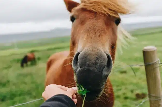 cavalo comendo