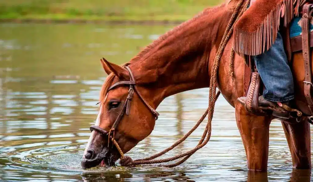 cavalos se hidratando