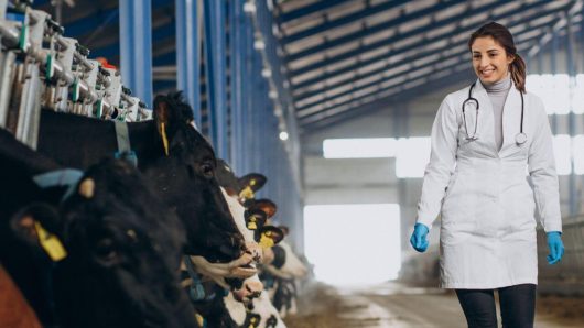 veterinária em um estábulo aplicando antibióticos para gado