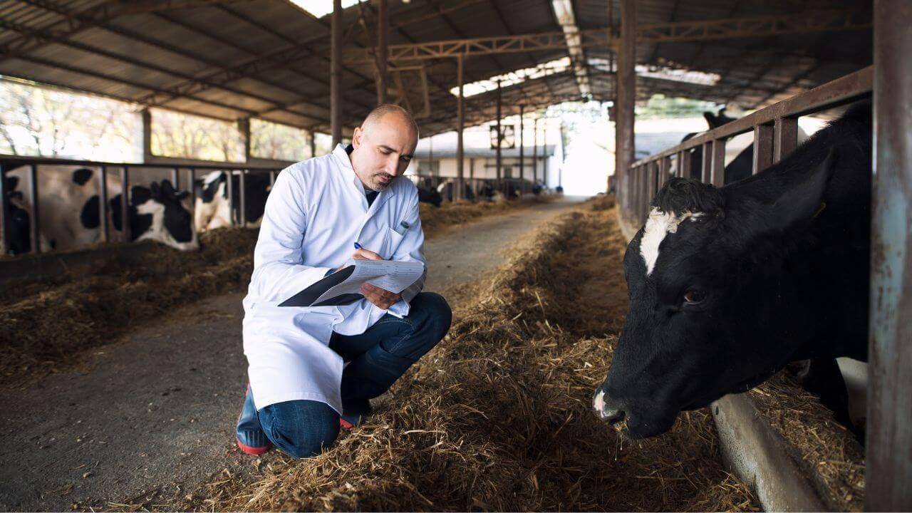 veterinario administrando o tratamento do gado