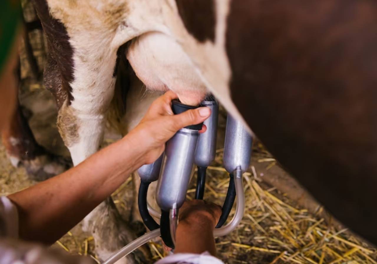 imagem de um homem colocando equipamento de tirar leite em uma vaca 