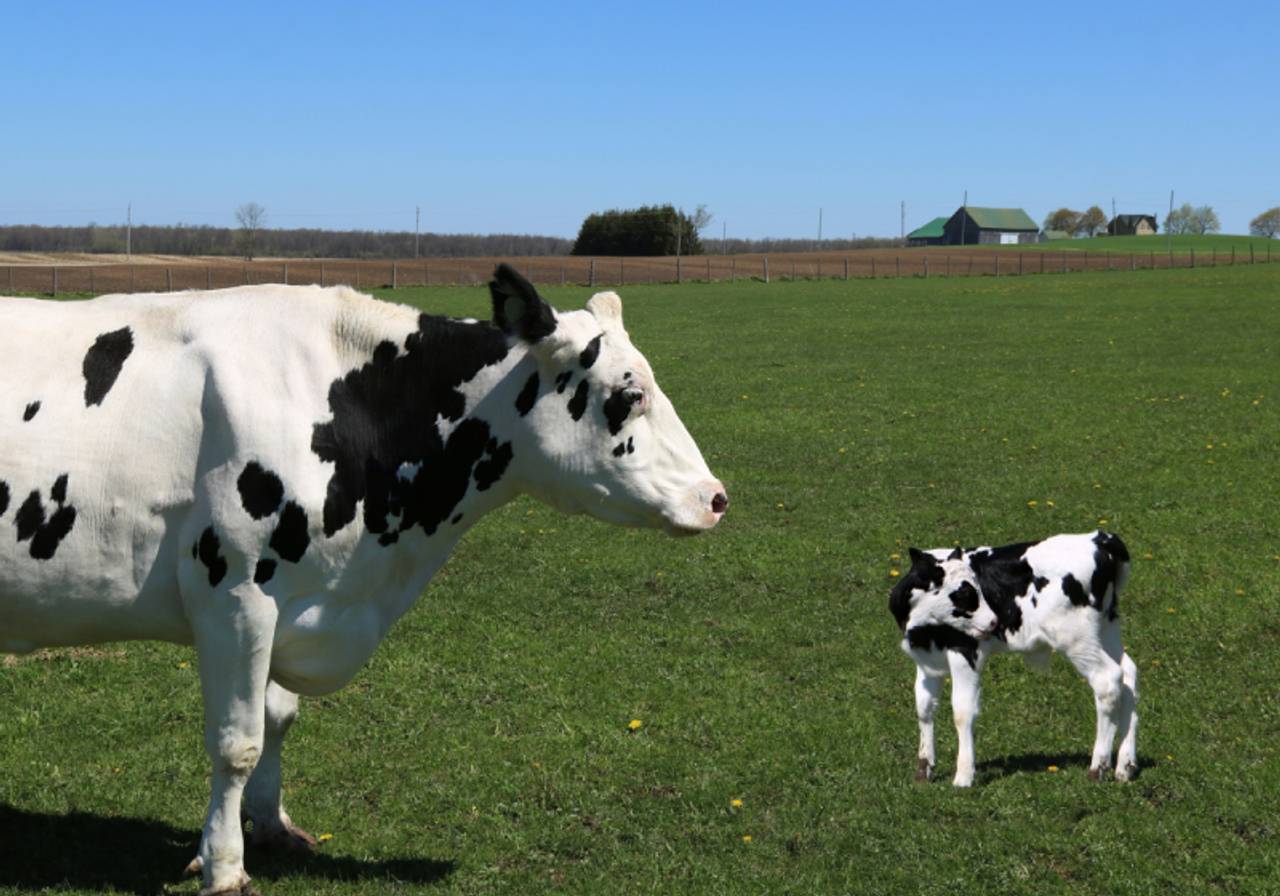 imagem de uma vaca Holandesa com seu filhote em um pasto 