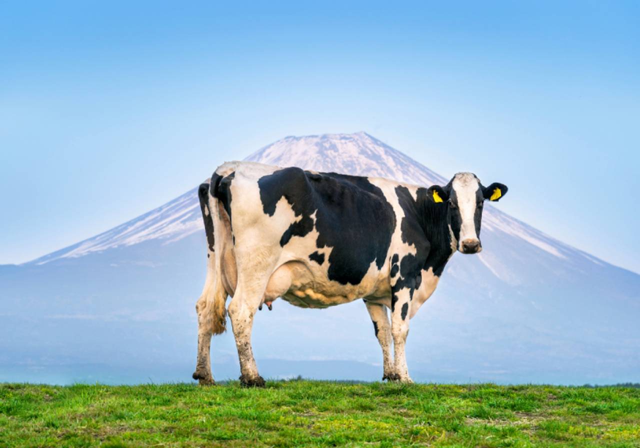 imagem de uma Vaca Holandesa em um pasto com um fundo de uma montanha com gelo