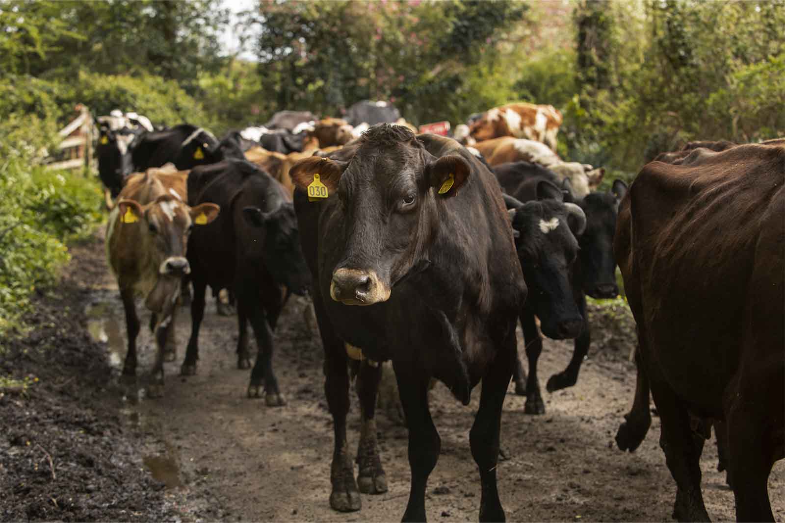 imagem de vários bovinos em estrada rural de dia 