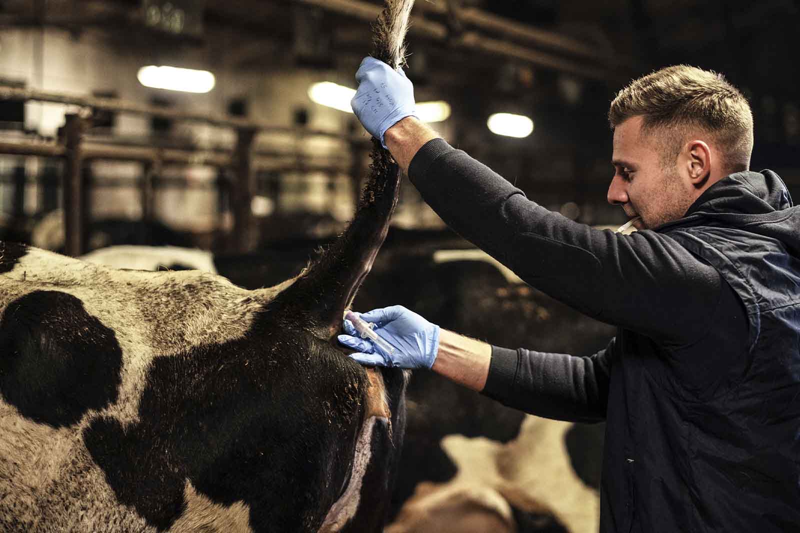 imagem de um médico veterinário aplicando vacina um um bovino na parte traseira 
