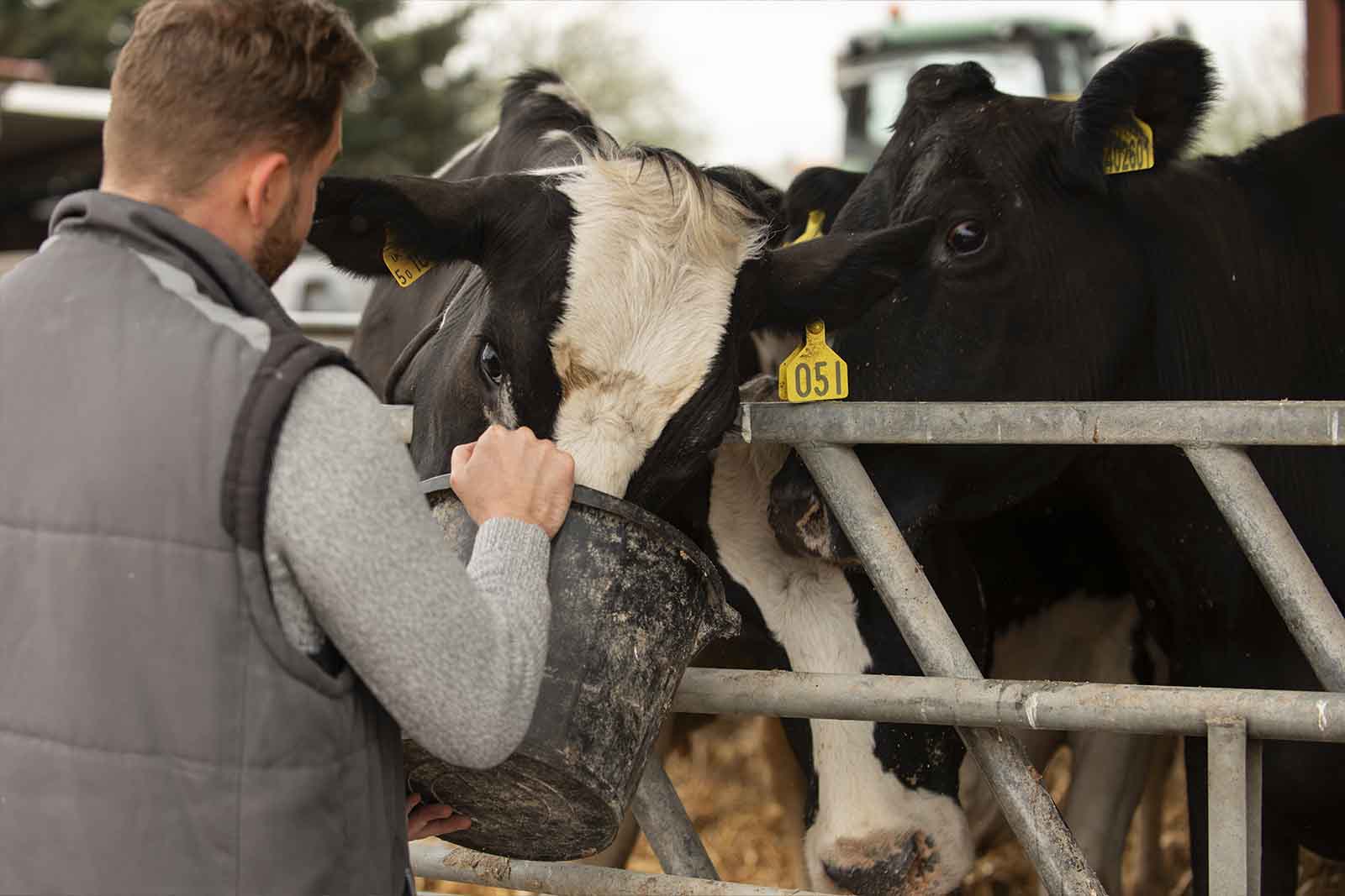 imagem de um médico veterinário almentando dois bovinos na parte de manhã 