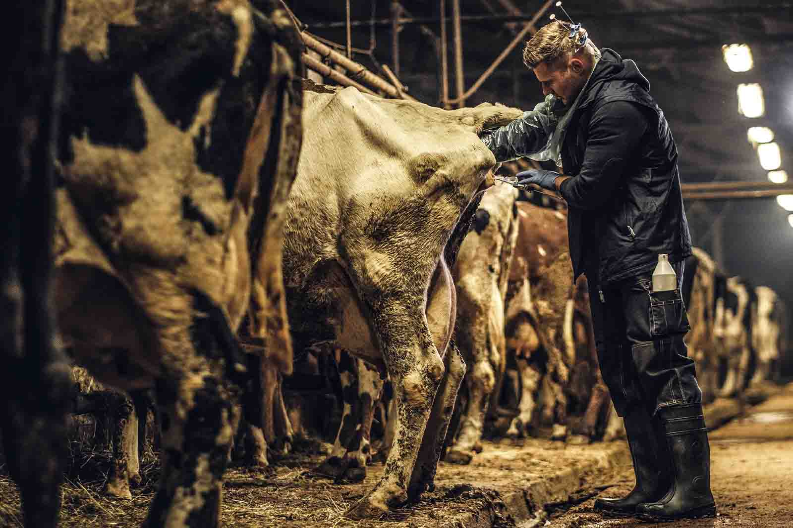 imagem de um médico veterinário aplicando vacina em um bovino na parte traseira, em um galpão 